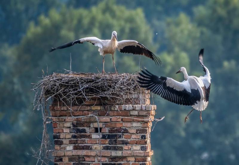 Expert Chimney Animal Removal in Scituate, MA Professional Chimney Animal Removal Services in Scituate, Massachusetts