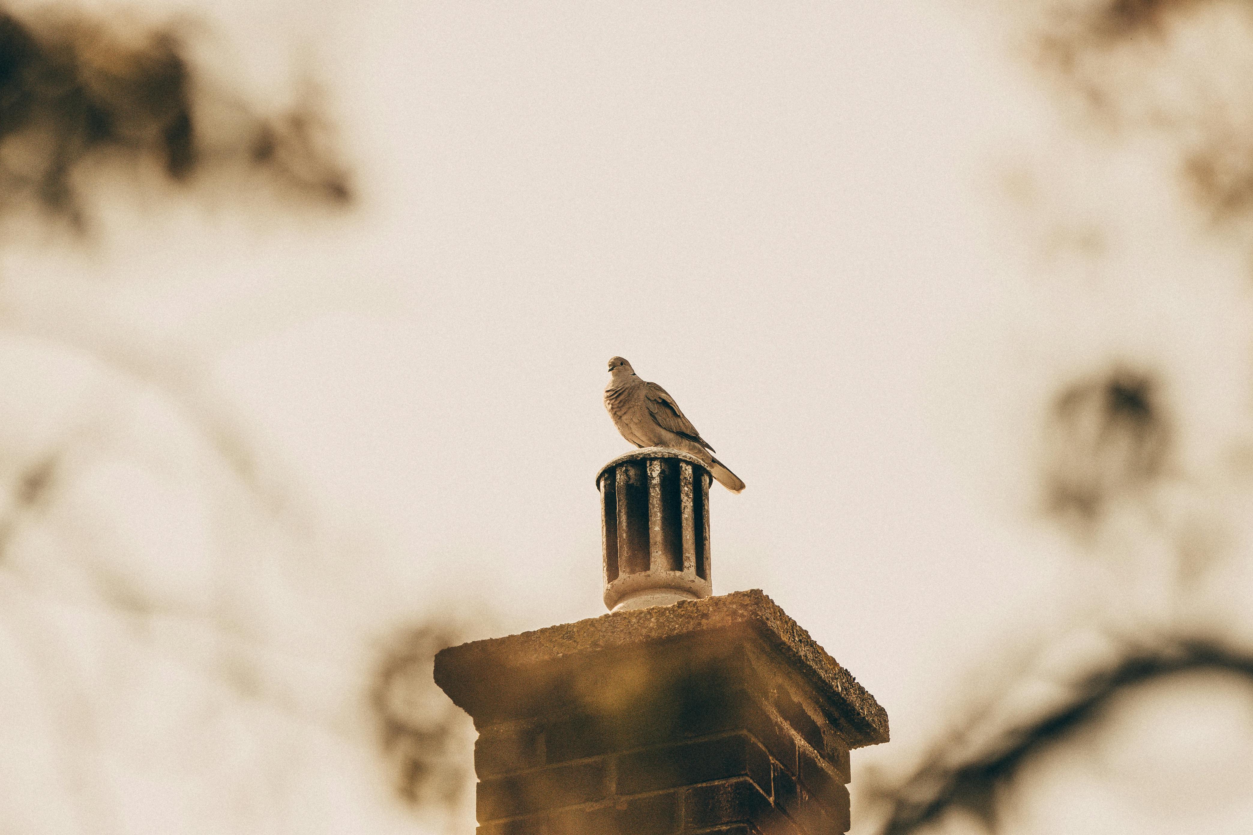 Professional Chimney Cap Installation Services in Scituate, MA Expert Chimney Cap Installation in Scituate, Massachusetts